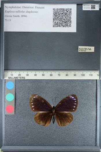 Media type: image;   Entomology 159763